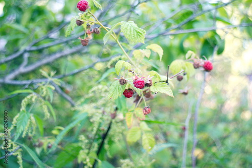 Sprigs on the bushes with raspberries