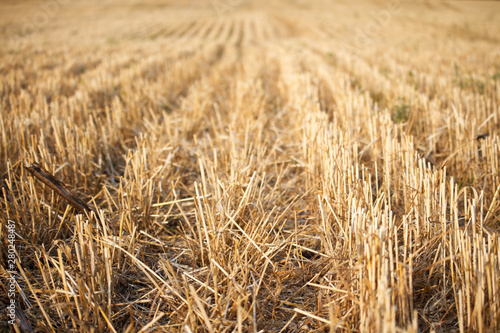 Close-up of the stubble of a mowed wheat field of wheat, rows of ears on a mowed field