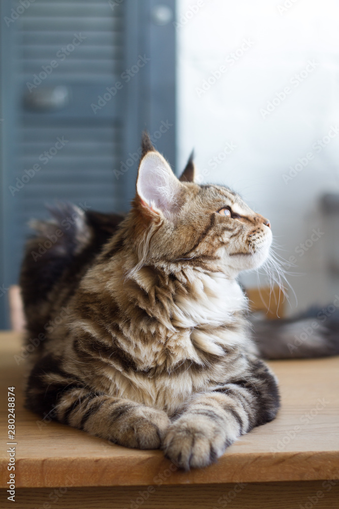 Close-up of a big sleepy half-year-old Maine Coon kitten lying on a table in the minimalist interior of the kitchen, selective focus