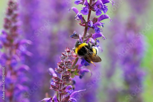 Salvia flowers are like a magnet for bumble bees and bees