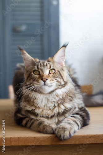 Close-up of a big sleepy half-year-old Maine Coon kitten lying on a table in the minimalist interior of the kitchen  selective focus