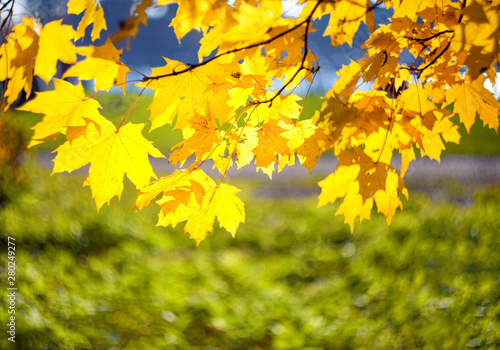 Yellow autumn leaves of a maple on a tree branch lit by the bright sun on a blurred background of grass.