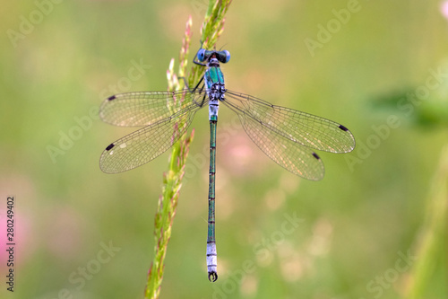 macro photo of dragonfly on the stem