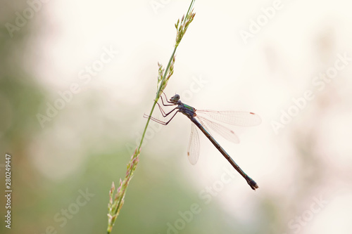 macro photo of dragonfly against the evening sky