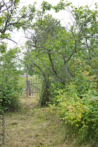 Fototapeta Naklejka Na Ścianę i Meble -  mowed grass on the summer cottage in the village