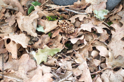 dry oak leaves and pine cone