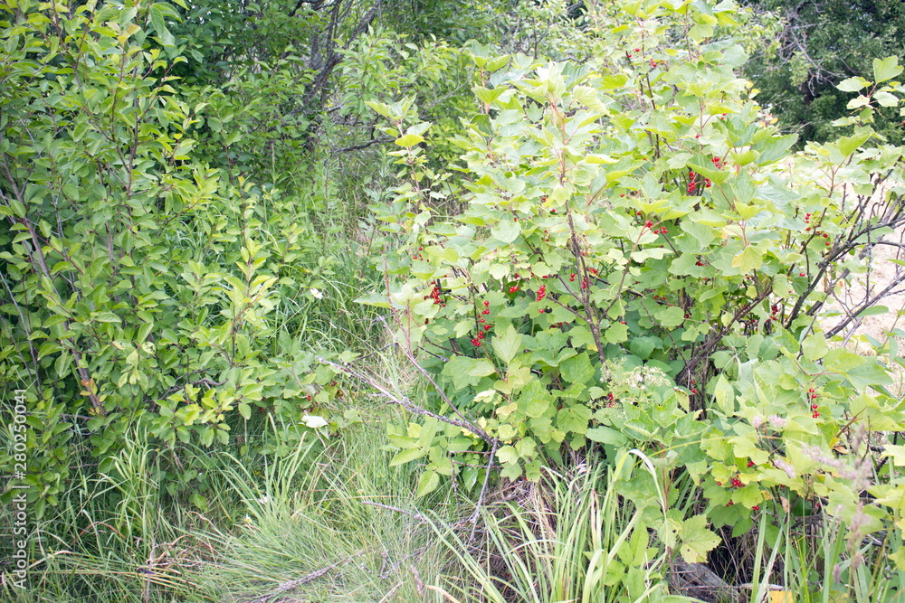 Green bushes with red currant berries