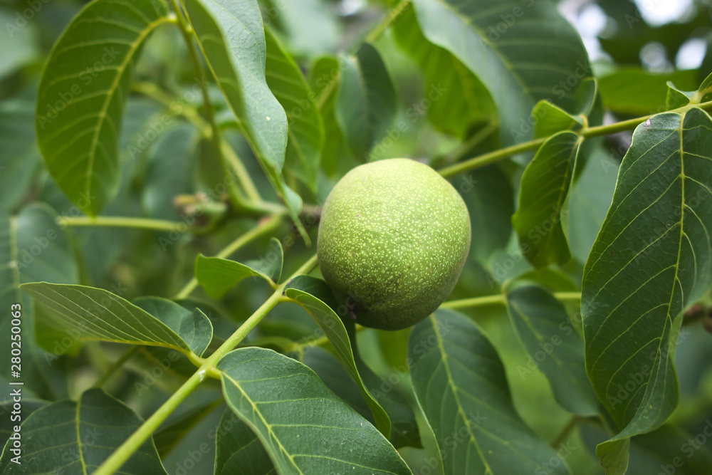Green raw walnuts on a walnut tree branch