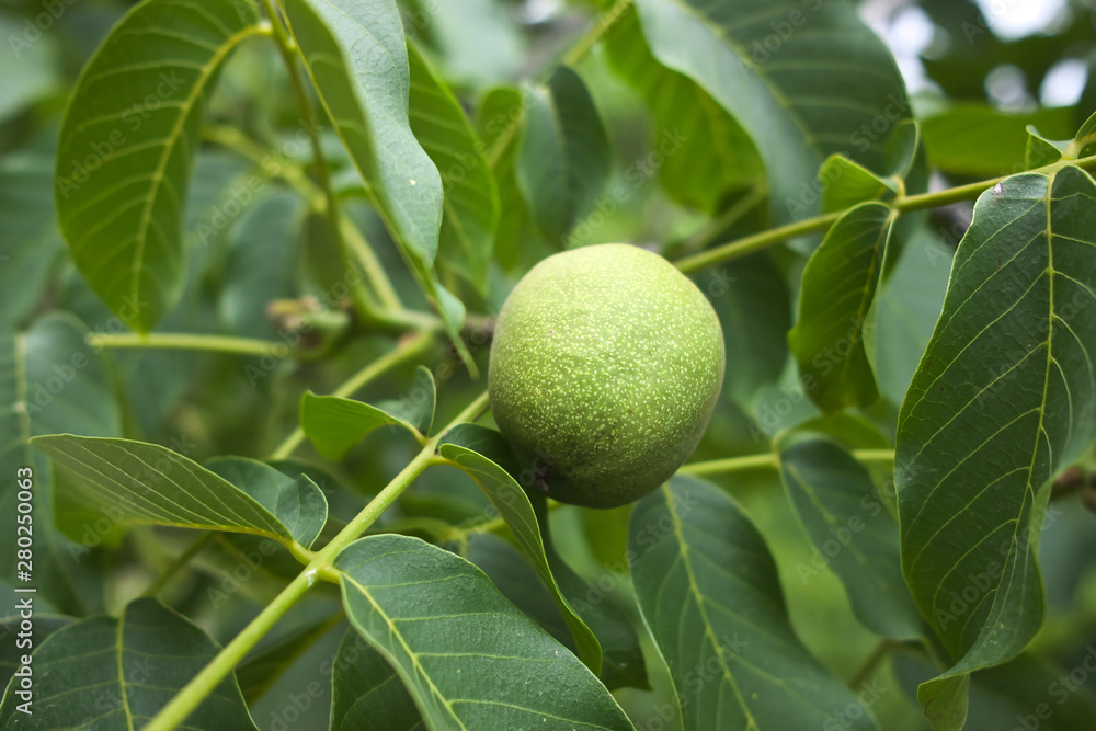 Green raw walnuts on a walnut tree branch Green raw walnuts on a walnut tree branch