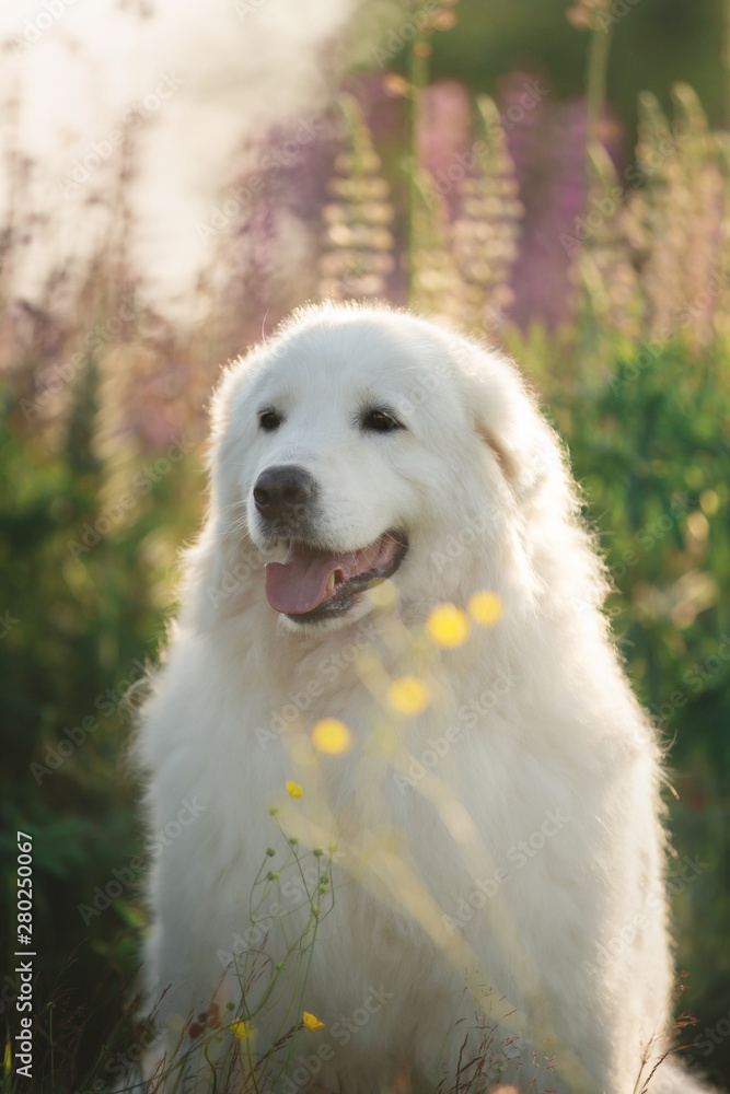 happy maremma sheepdog. Big white fluffy dog breed maremmano abruzzese shepherd lying in the field of lupines at sunset.