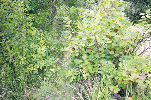 Fototapeta Naklejka Na Ścianę i Meble -  Green bushes with red currant berries