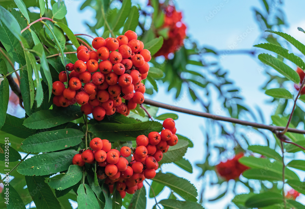 Rowan berries on a tree in a city park. Clusters of rowan berries on the background of green foliage. Rowan berries on a tree in a city park. Clusters of rowan berries on the background of green foliage.