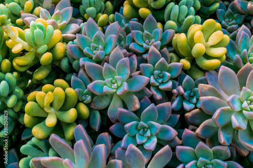 Close up of beautiful colorful echeverrias photo