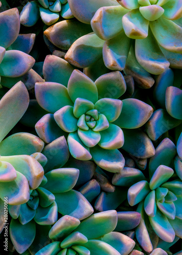 Echeverria plants pattern photo