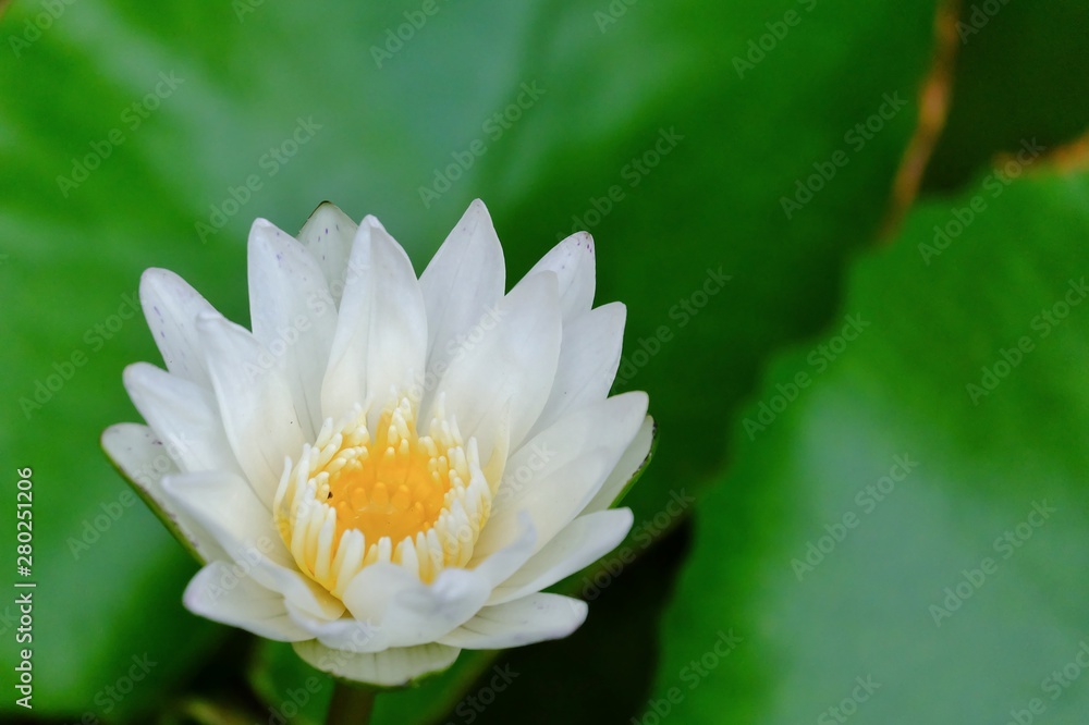 Sweet white yellow lotus flower blossom in a pond with green leaves and dark background Sweet white yellow lotus flower blossom in a pond with green leaves and dark background