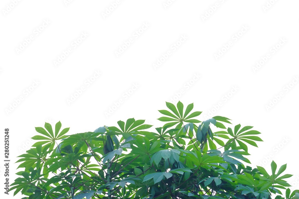 Obraz premium Tropical tree leaves top view on white isolated background for green foliage backdrop 