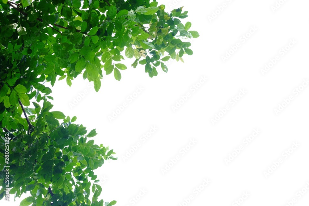 Tropical tree leaves on white isolated background for green foliage backdrop Tropical tree leaves on white isolated background for green foliage backdrop