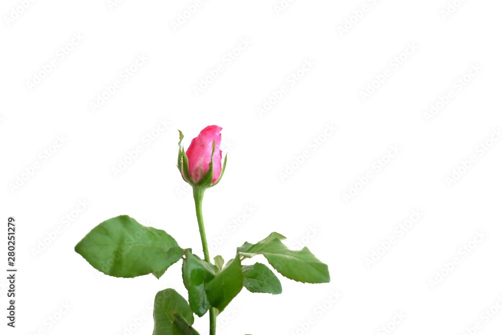 In selective focus a pink rose flower blossom with green leaves on white isolated background In selective focus a pink rose flower blossom with green leaves on white isolated background