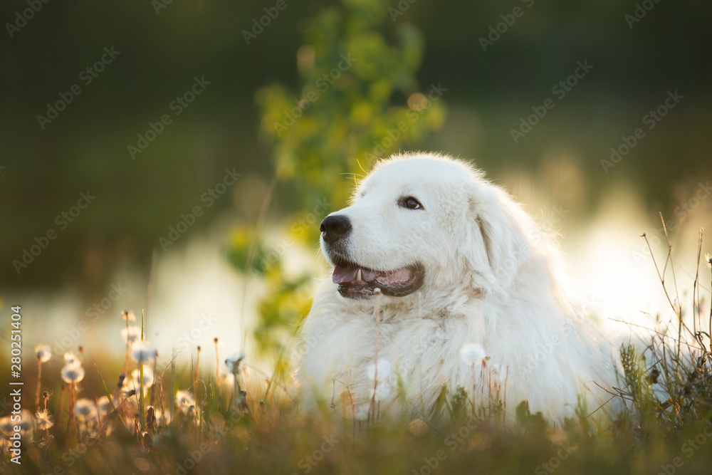 Beautiful maremma sheepdog. Big white fluffy dog breed maremmano abruzzese shepherd lying in the forest in summer Beautiful maremma sheepdog. Big white fluffy dog breed maremmano abruzzese shepherd lying in the forest in summer
