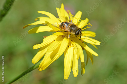 Totenkopfschwebfliege (Myathropa florea) auf einer gelben Blüte - Hoverfly photo