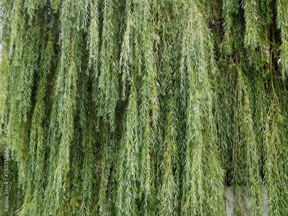 Background image. Willow branches. Background image. Willow branches.