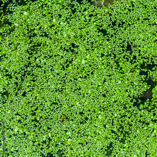 Green duckweed on the water © lms_lms