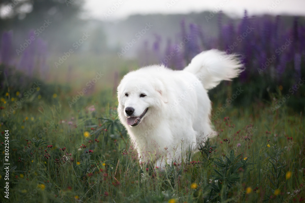 happy maremma sheepdog. Big white dog breed maremmano abruzzese shepherd strolling in the field of lupines at sunset. happy maremma sheepdog. Big white dog breed maremmano abruzzese shepherd strolling in the field of lupines at sunset.