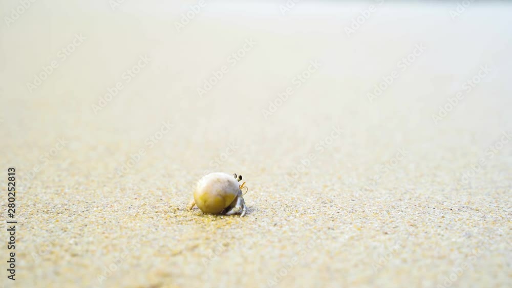 Phuket Thailand beautiful beach background white sandy tropical paradise island with blue sky sea water ocean 4k hermit crab Phuket Thailand beautiful beach background white sandy tropical paradise island with blue sky sea water ocean 4k hermit crab
