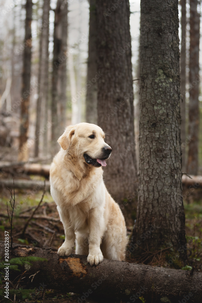Beautiful and free dog breed golden retriever sitting outdoors in the forest at sunset in spring Beautiful and free dog breed golden retriever sitting outdoors in the forest at sunset in spring