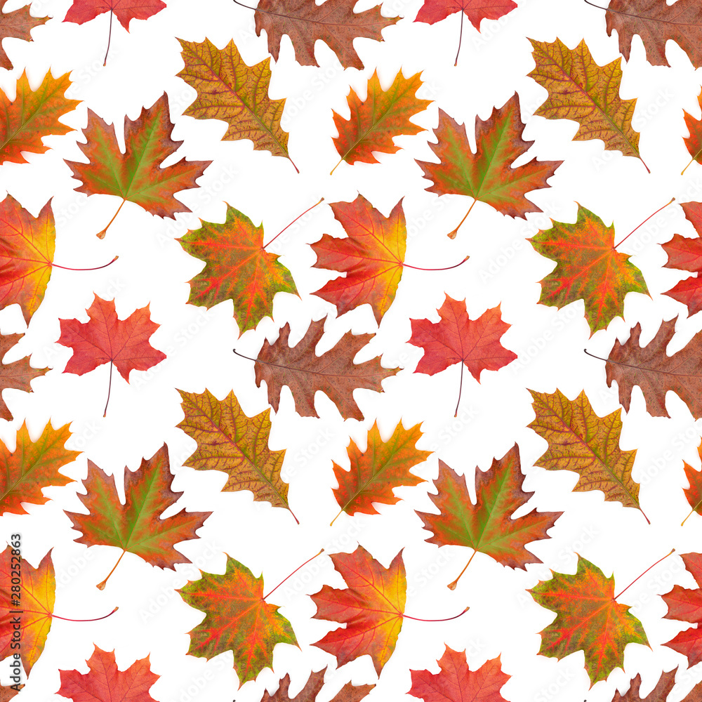 Fototapeta premium Pattern oak, maple, sycamore multicolored autumn leaf on white background.