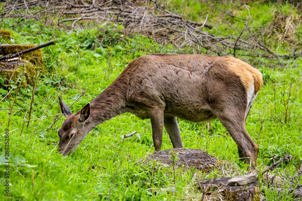 Fototapeta premium Roe-deer or deer in the wild in a clearing.