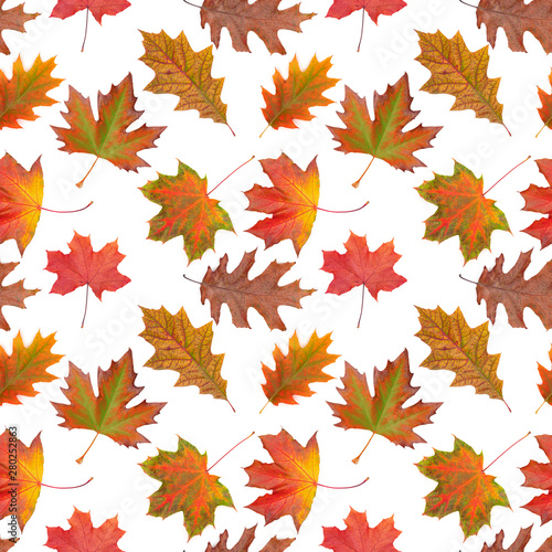 Pattern oak, maple, sycamore multicolored autumn leaf on white background.
