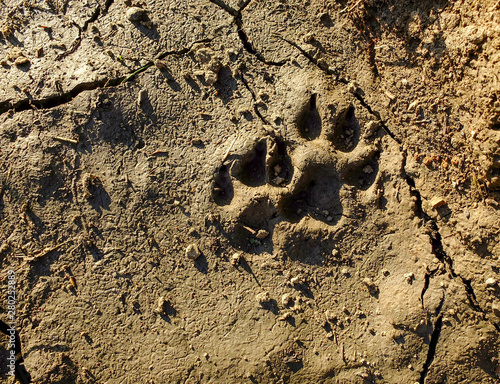 Animal footprint. Traces of animal paw on the cracked ground.A trace of a wild animal on the ground