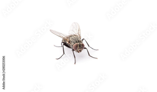 fly isolated on a white background © nata777_7