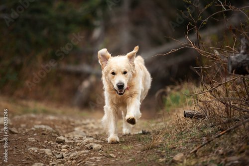 Funny, cute and happy dog breed golden retriever running in the forest and has fun at sunset