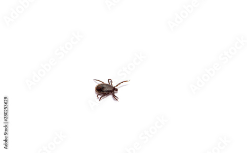 Disease-carrier ticks isolated on white