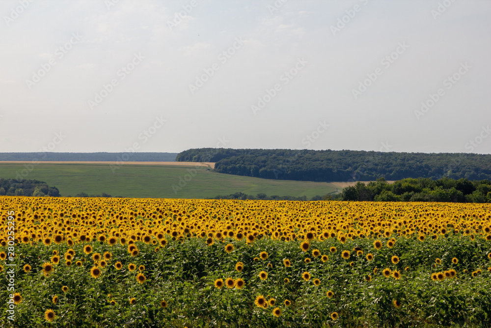 summer sunflower field sky landscape