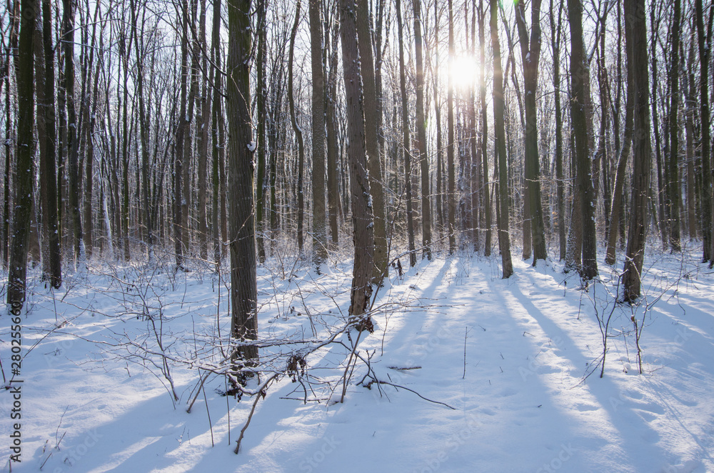Fototapeta premium Beautiful winter landscape in the forest.