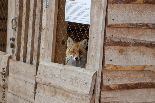 fox in a cage with wood boards