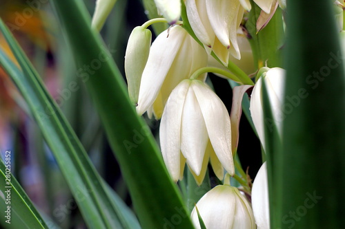 Yucca flowers with leaves close up.
