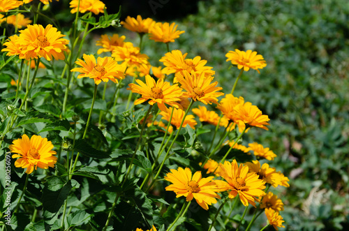 Blooming yellow flowers in summer garden