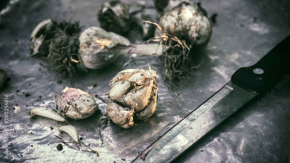 Obraz premium Fresh harvested garlic bulb agriculture planting farm gardening produce