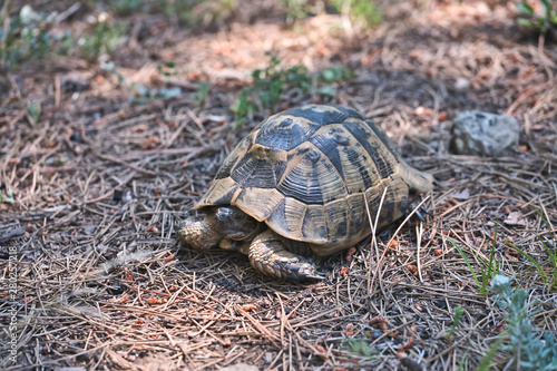 Turtle on the grass, tortoise in forest