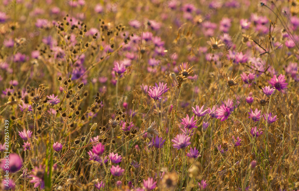 Everlasting, Immortelle or Xeranthemum annuum Everlasting, Immortelle or Xeranthemum annuum