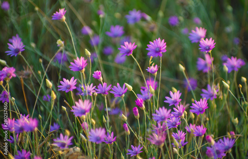 Everlasting  Immortelle or Xeranthemum annuum