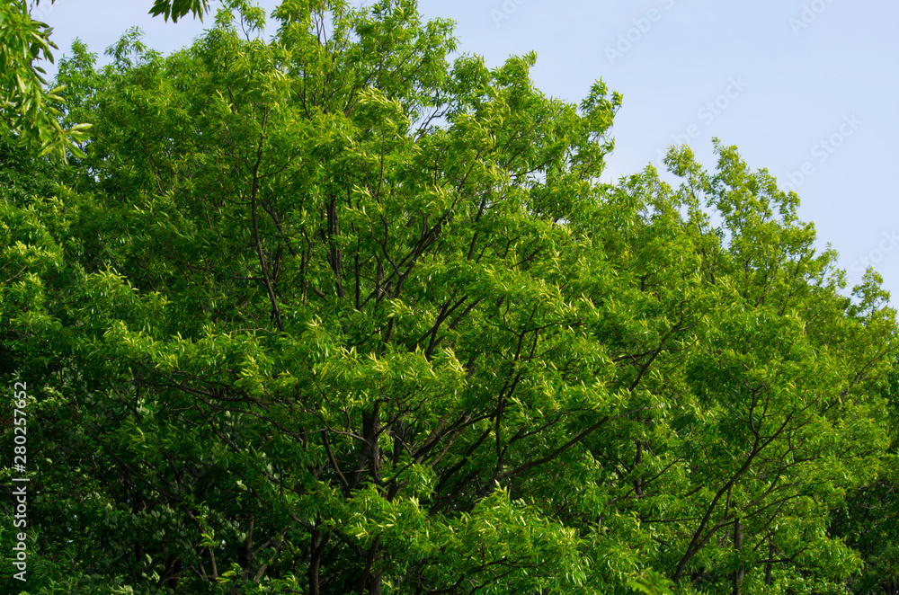 green leaves on windy day