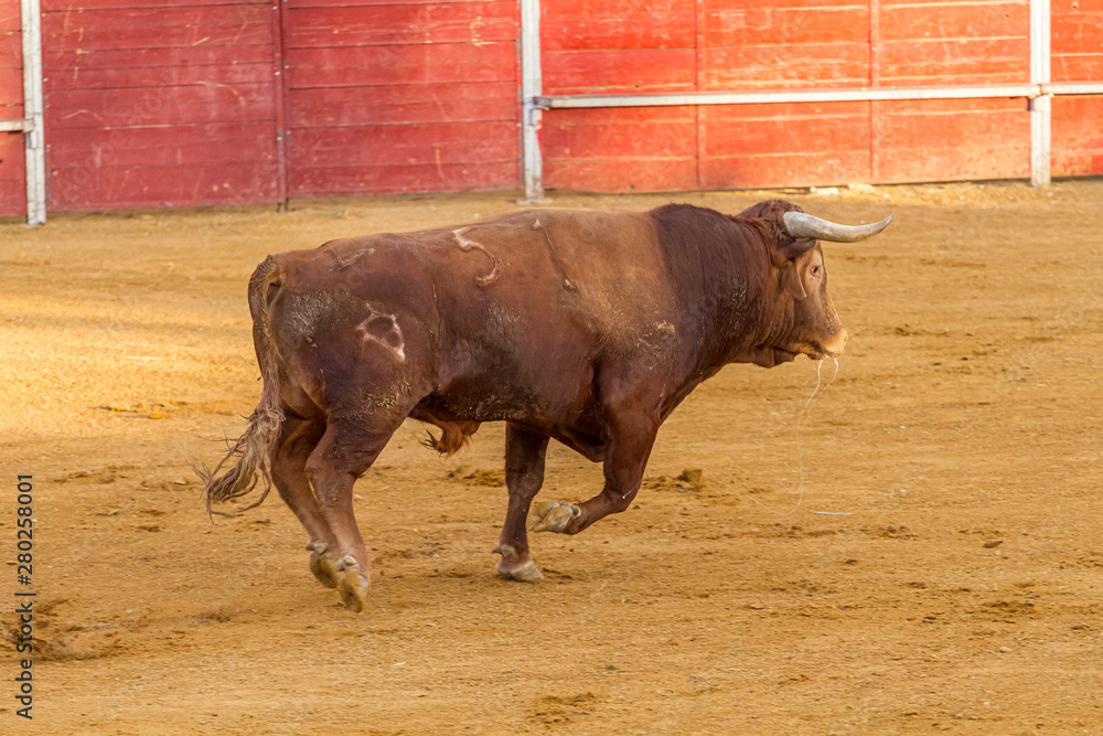 Bullfighting entertainment bullfight, Spanish brave bull in a bullring. the animal is brown and has very sharp horns Bullfighting entertainment bullfight, Spanish brave bull in a bullring. the animal is brown and has very sharp horns