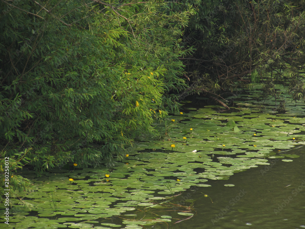 Green coast river, lakes with khaki-colored water and water-lilies with yellow flowers.