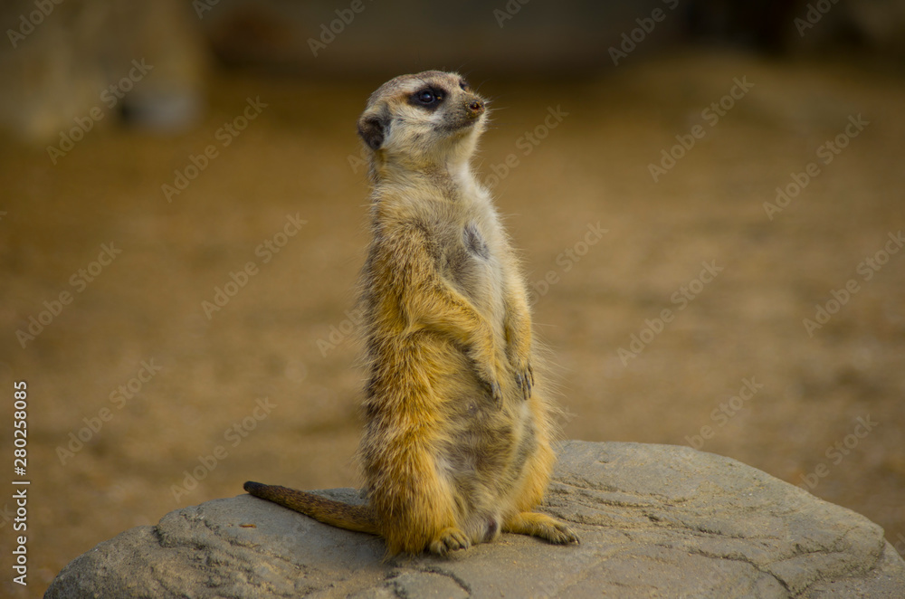 Fototapeta premium meerkat on guard