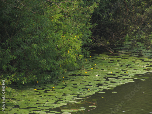 Fototapeta Green coast river, lakes with khaki-colored water and water-lilies with yellow flowers